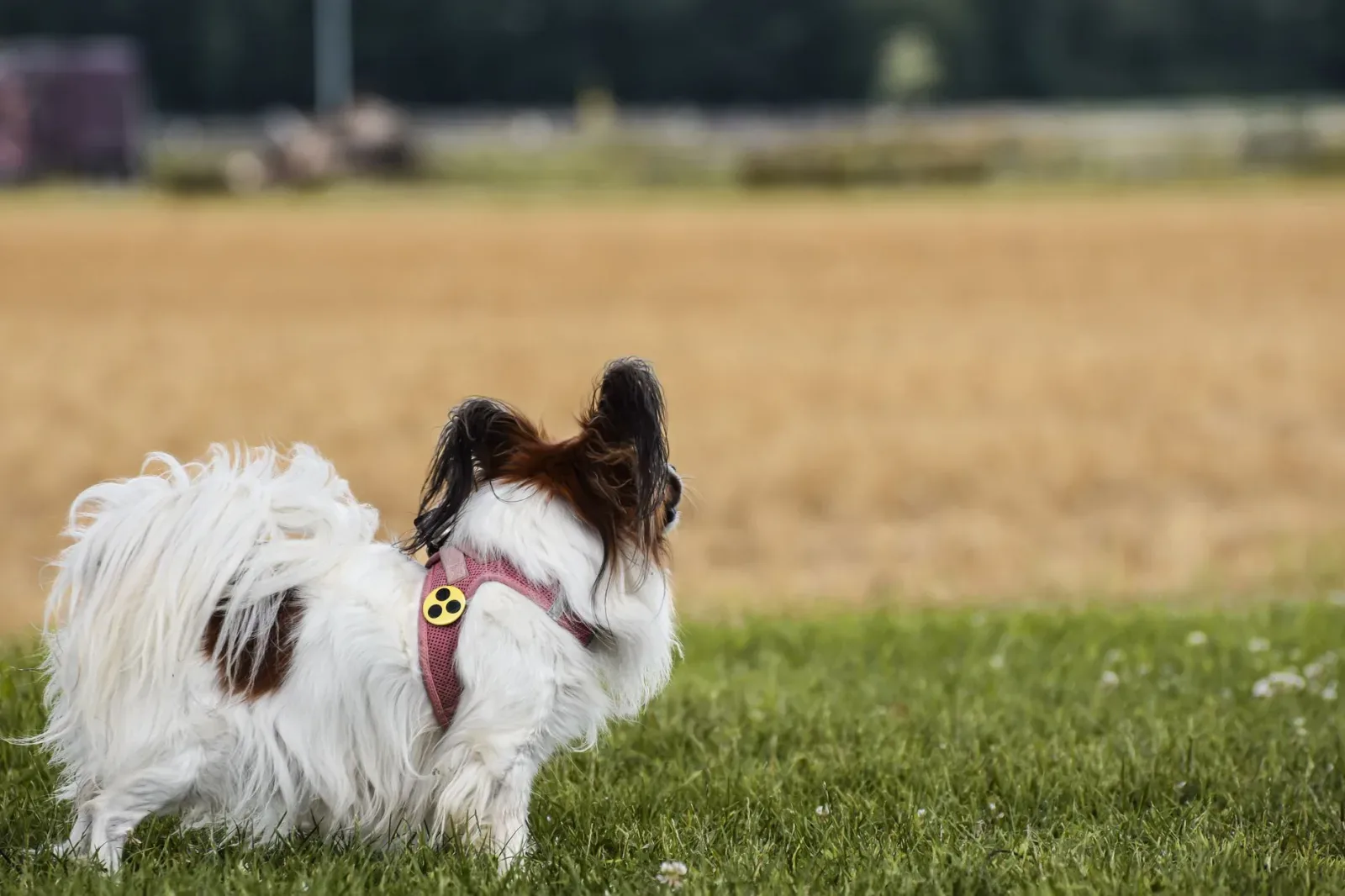 Papillon 3