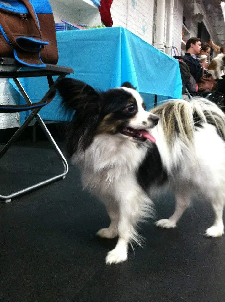 Papillon 4