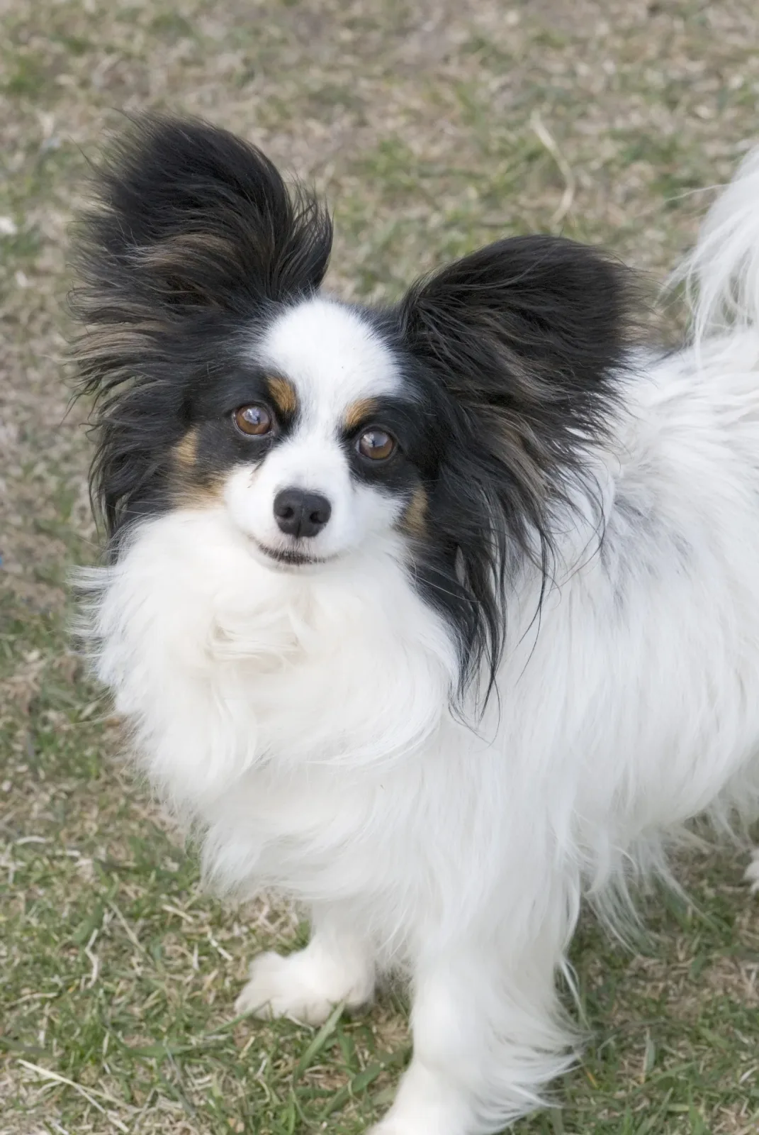 Papillon 5