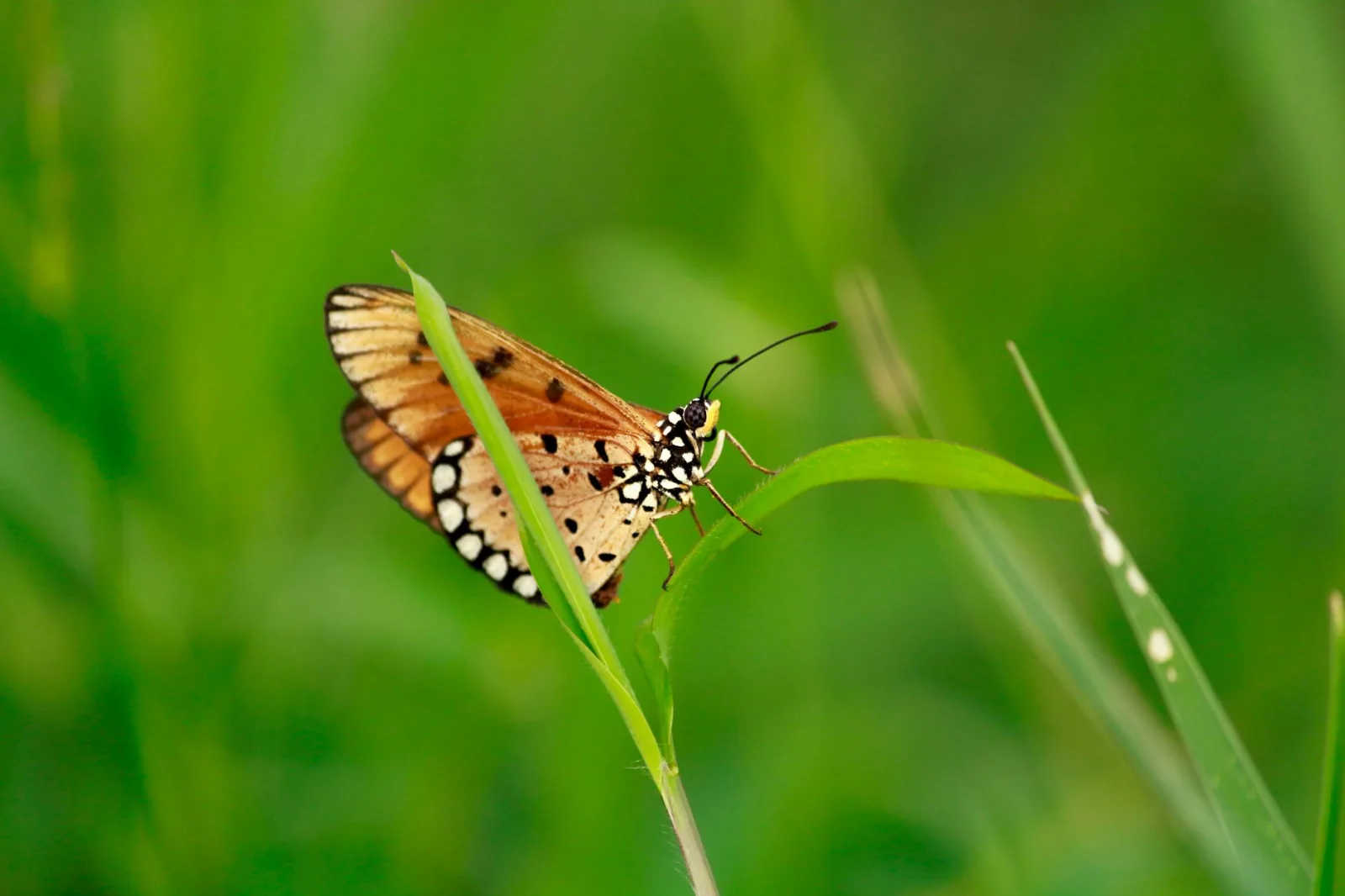 Papillon 6