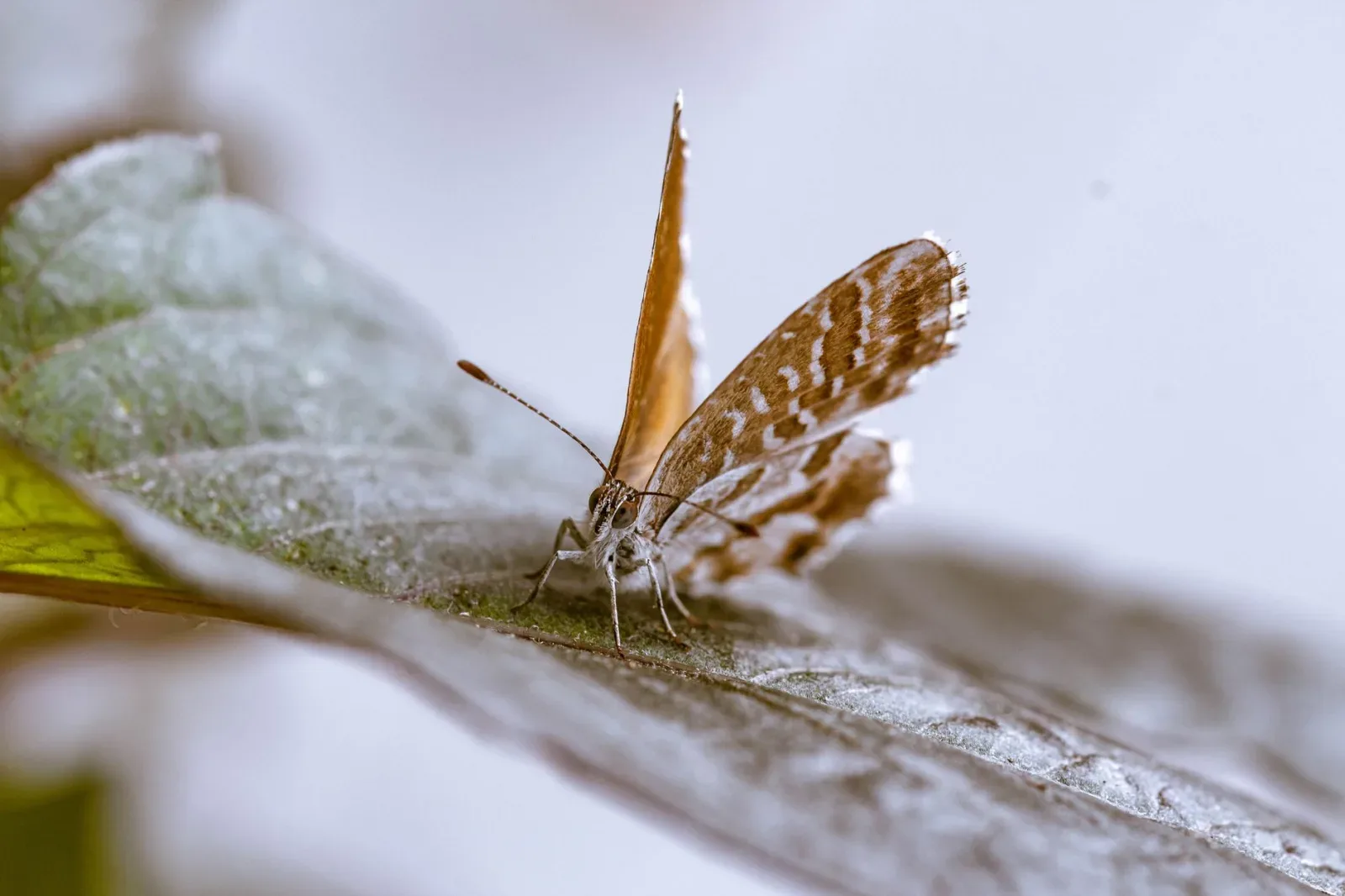 Papillon 8