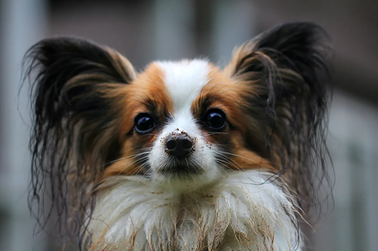 Papillon 9