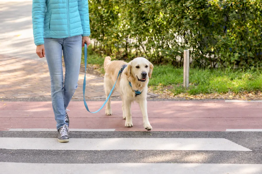 The Pet Safety Hub: Home Hazards, Emergency Prep, and Who to Call