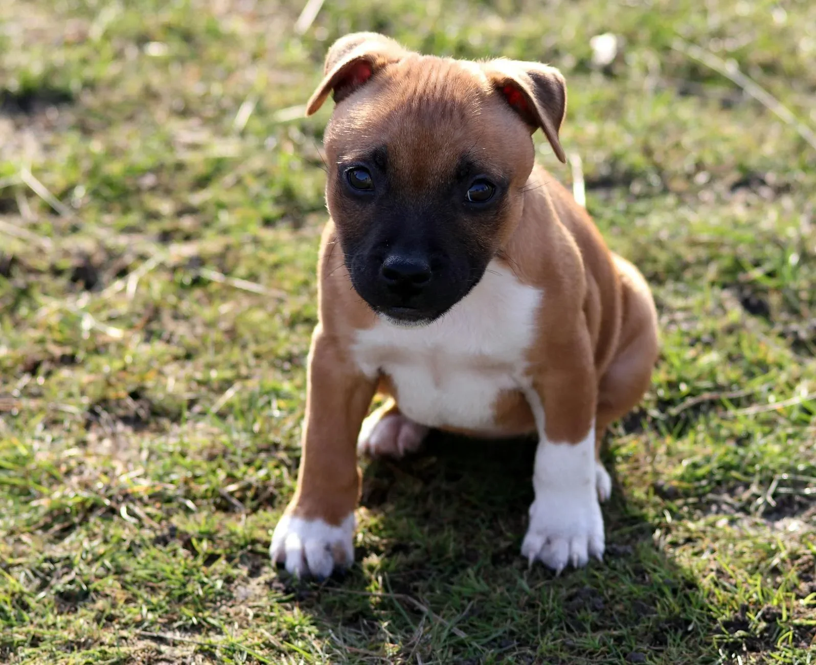 American Staffordshire Terrier