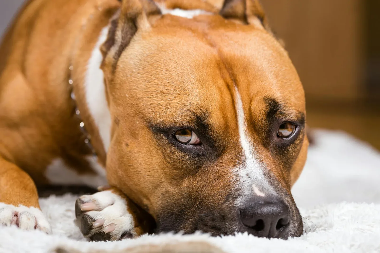 American Staffordshire Terrier 10