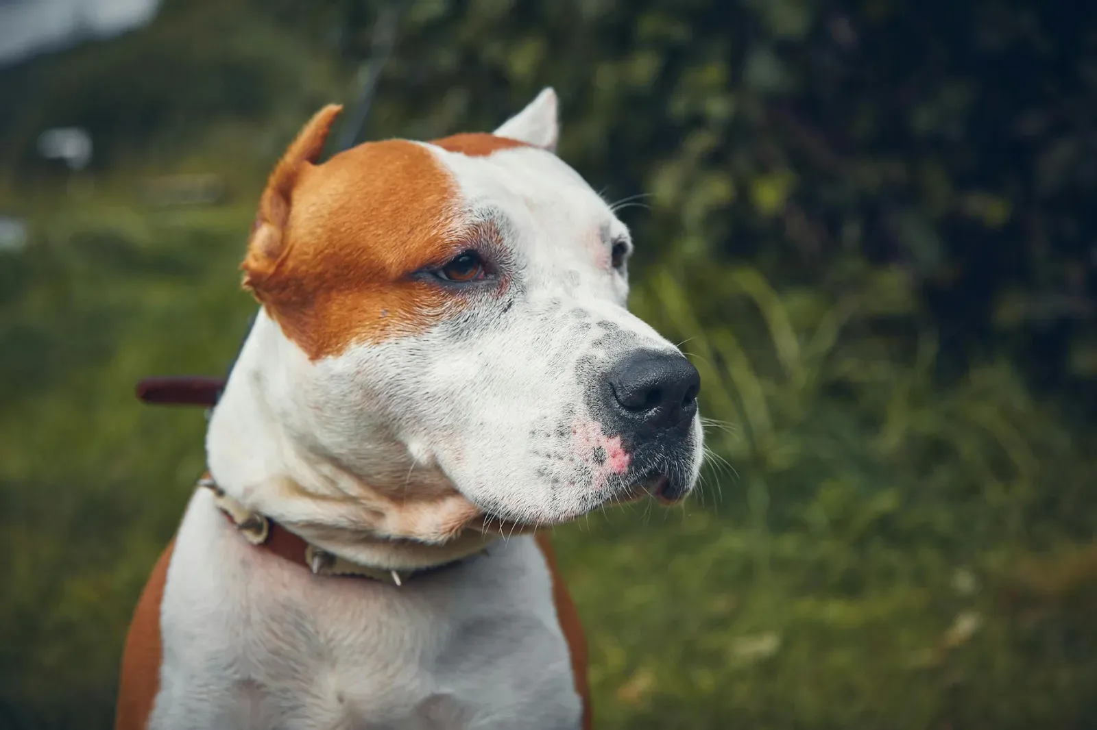 American Staffordshire Terrier 2