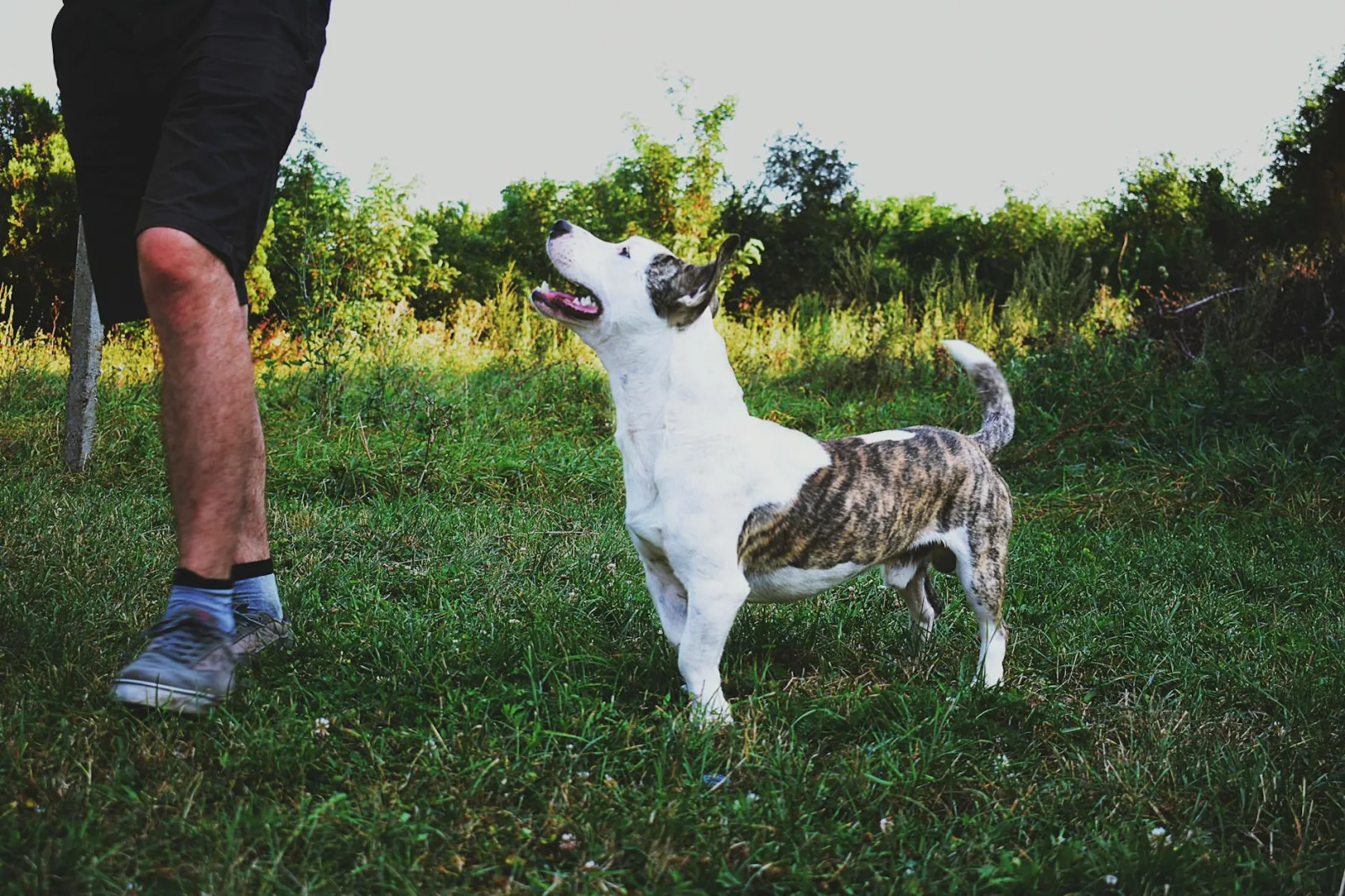 American Staffordshire Terrier 3