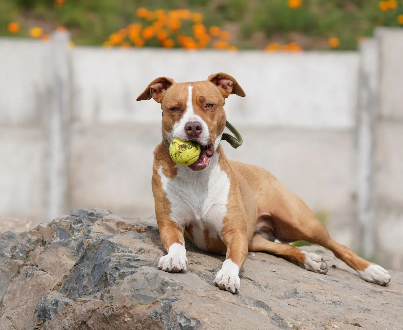 American Staffordshire Terrier 4