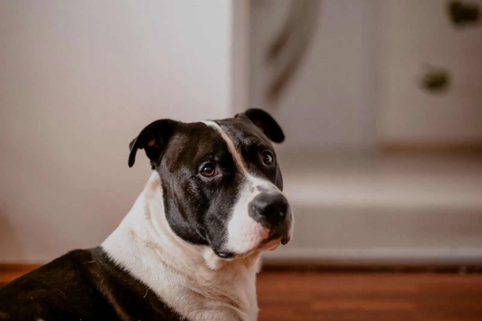 American Staffordshire Terrier 5