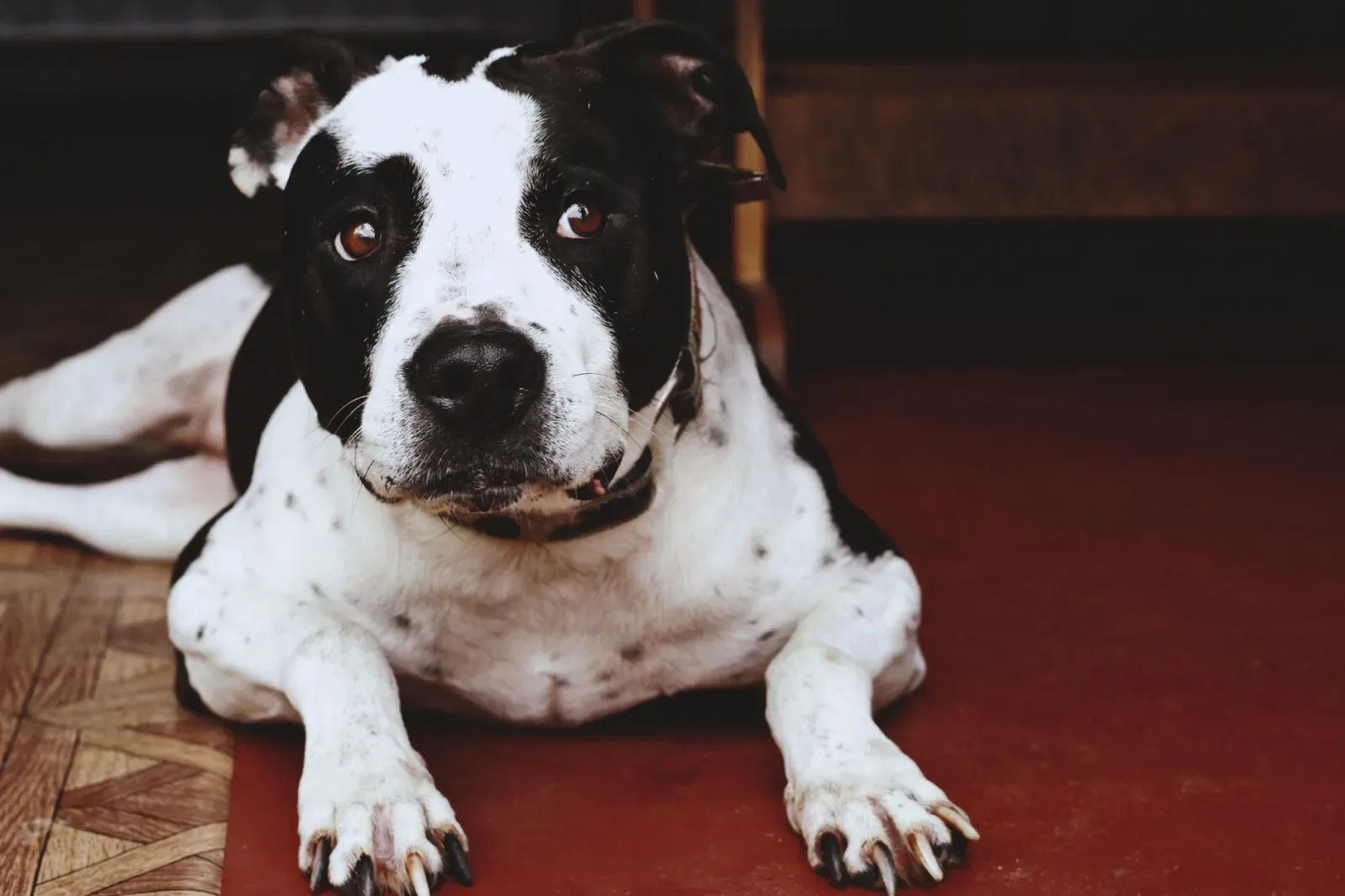 American Staffordshire Terrier 6