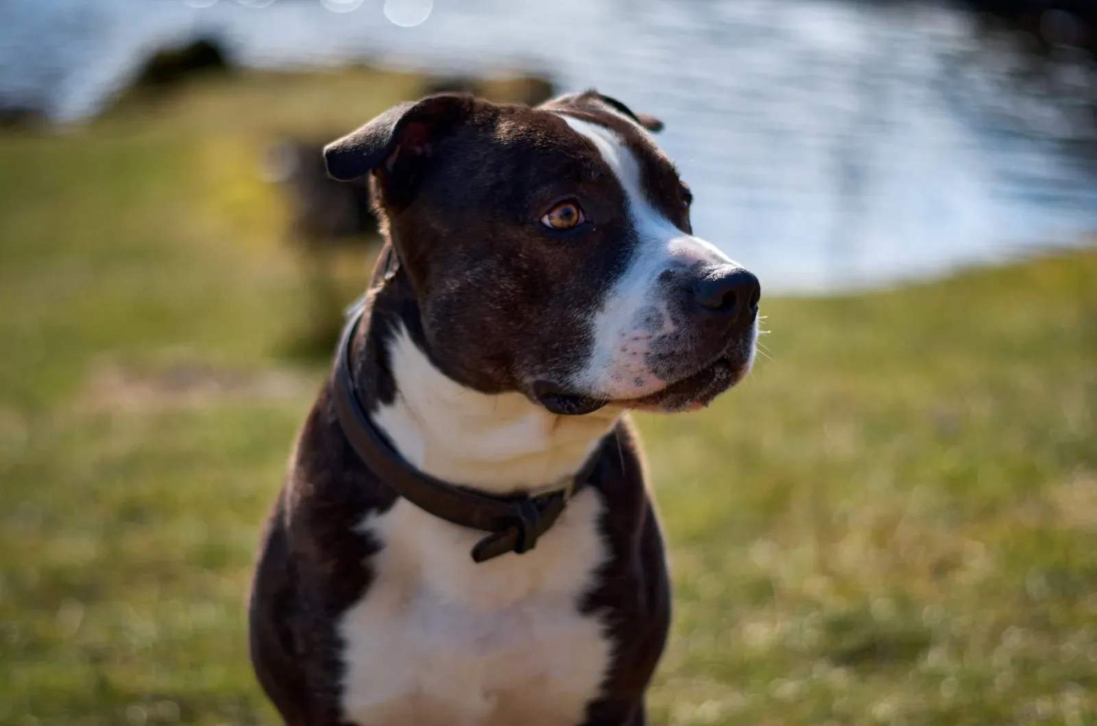 American Staffordshire Terrier 7