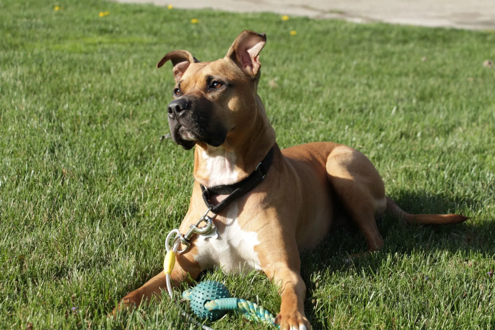 American Staffordshire Terrier 8