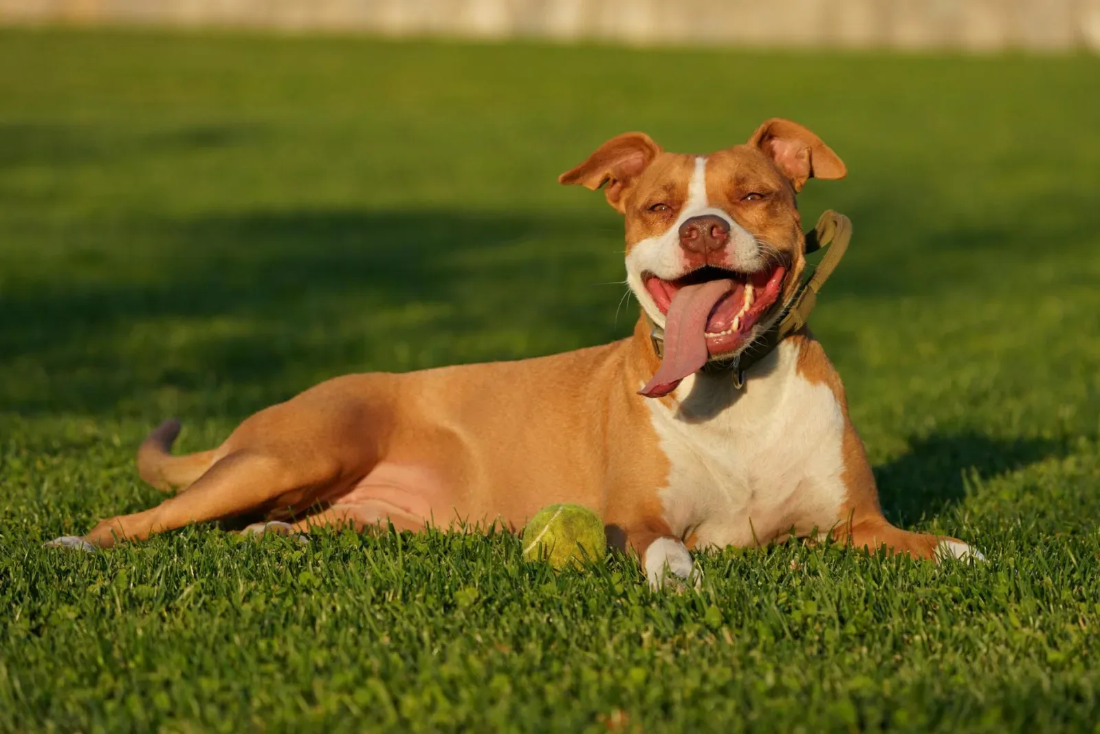 American Staffordshire Terrier 9