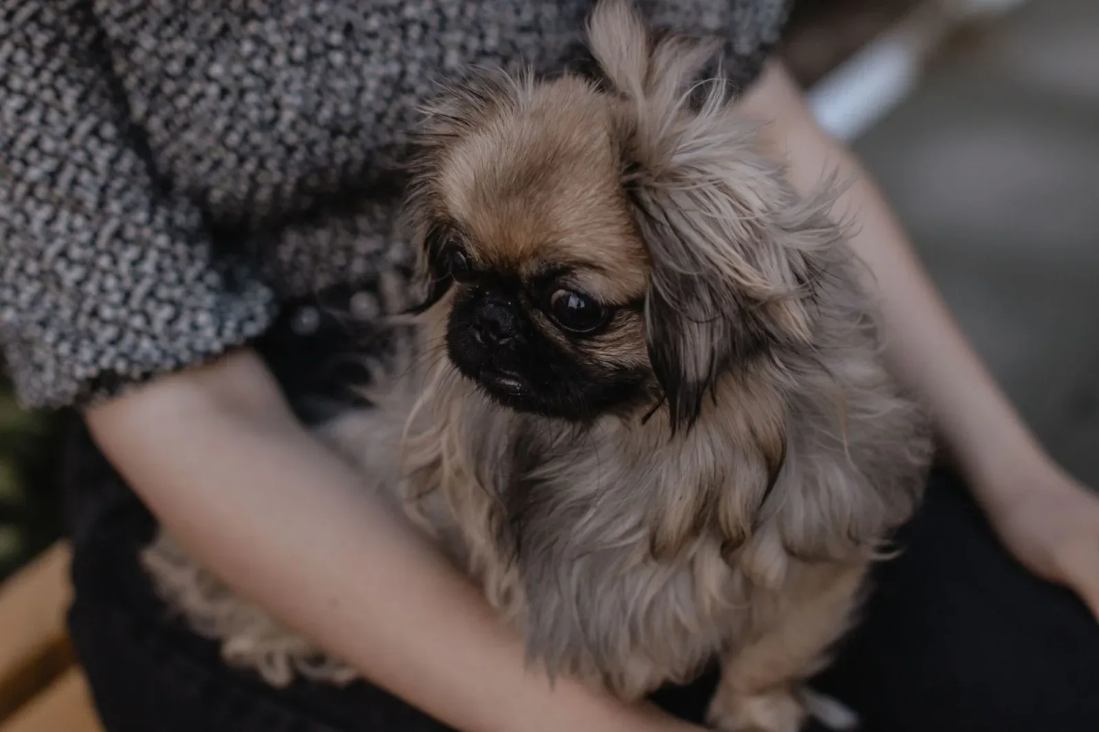 Pekingese 1