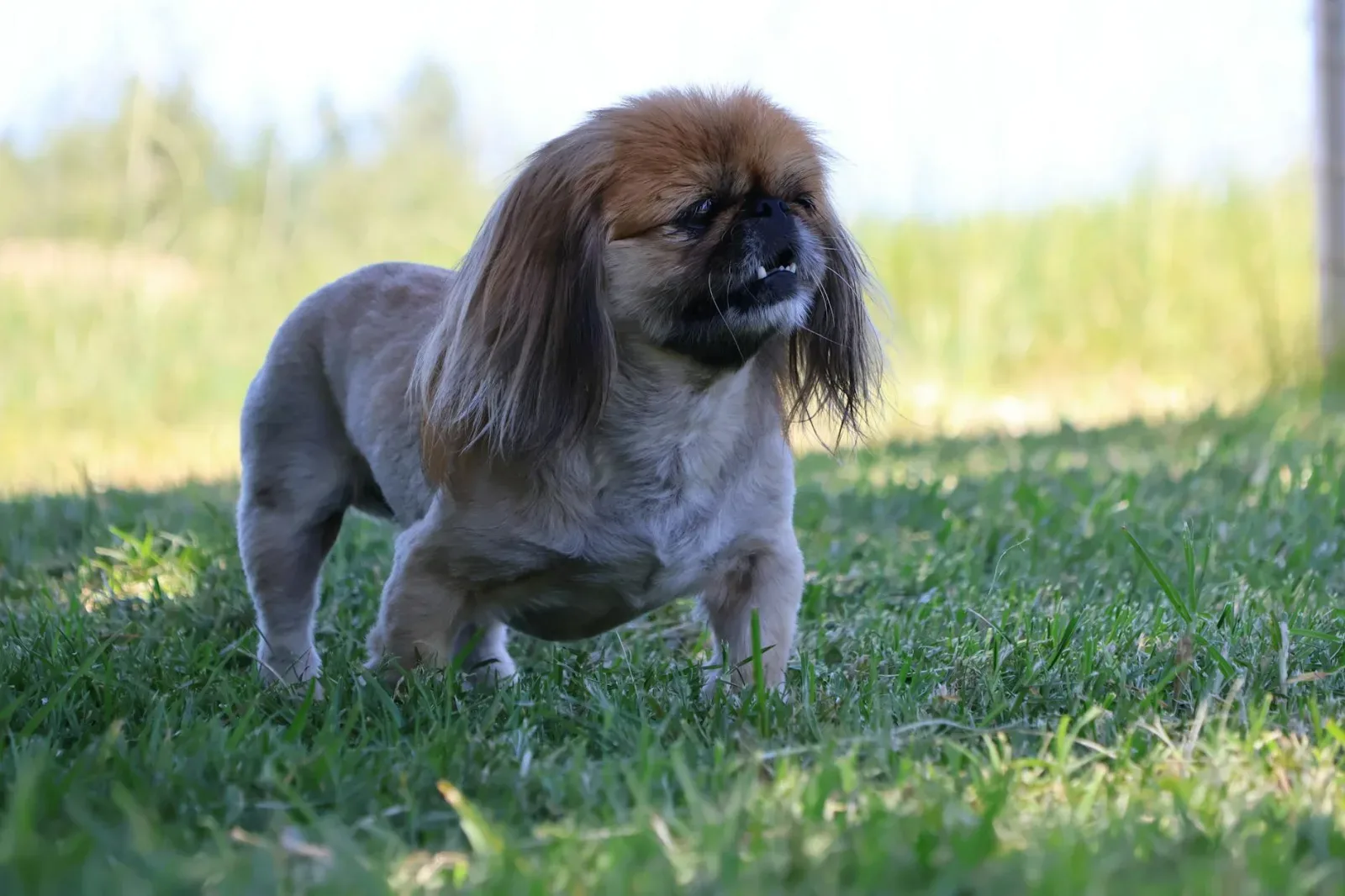 Pekingese 2