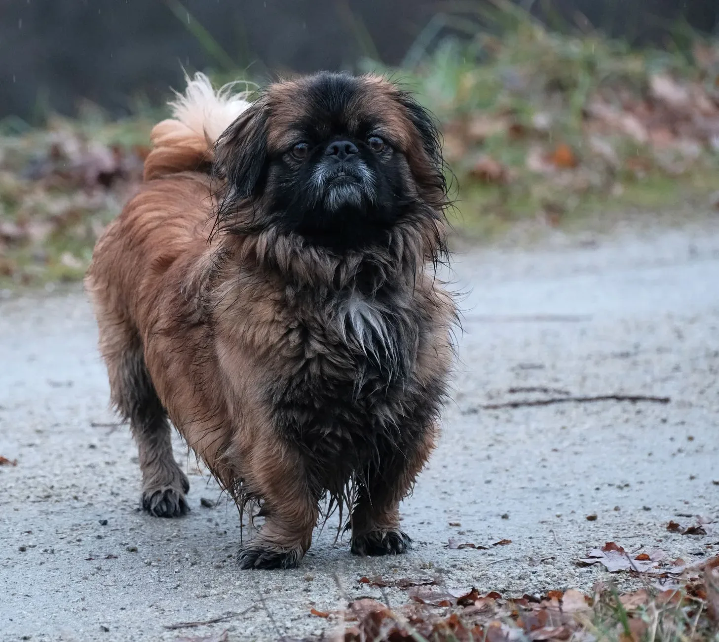 Pekingese 3