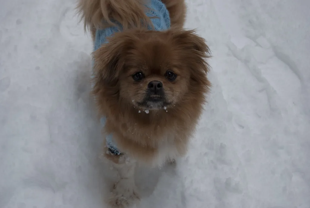 Pekingese 4