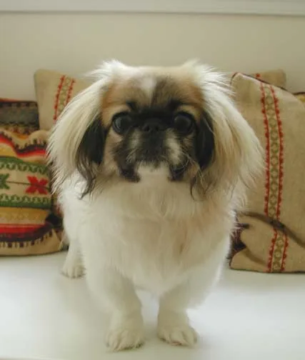 Pekingese 5