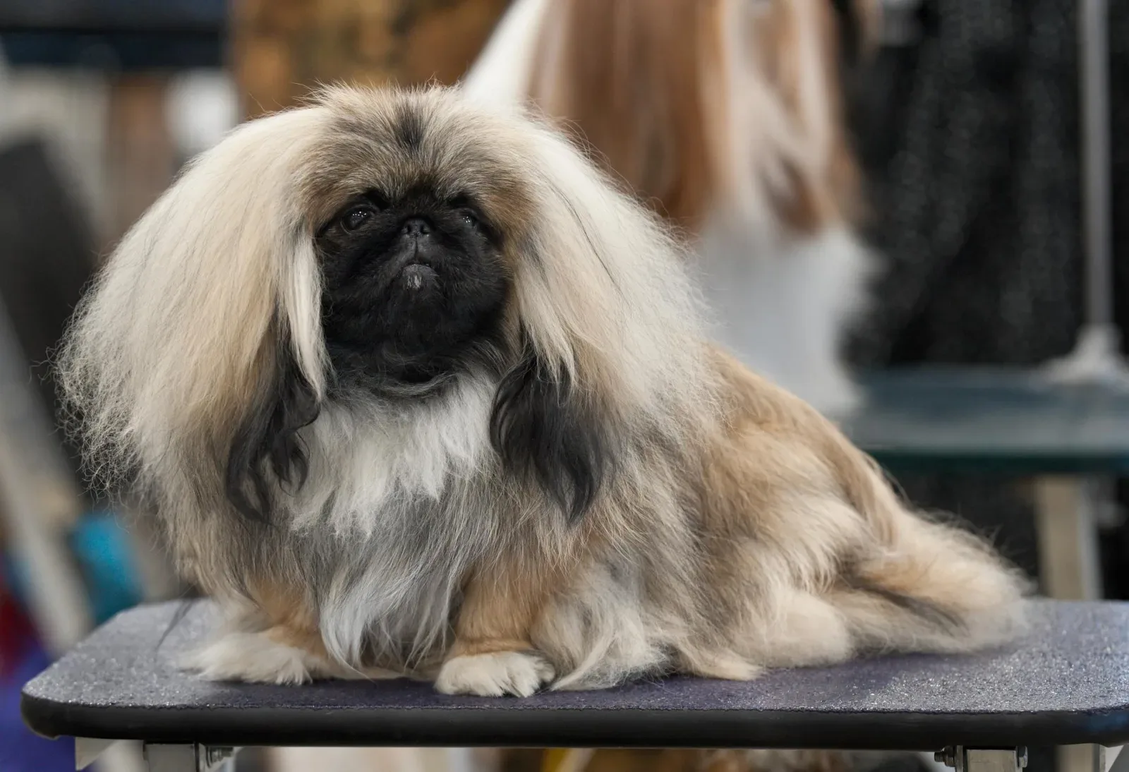 Pekingese 6
