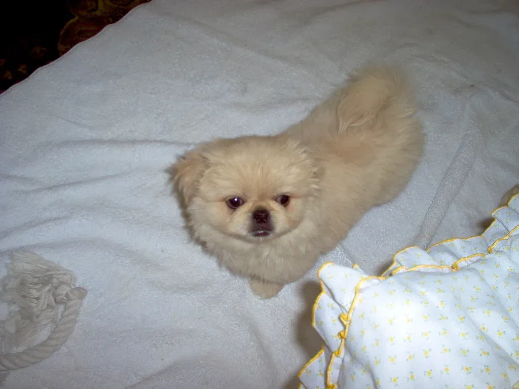 Pekingese 7