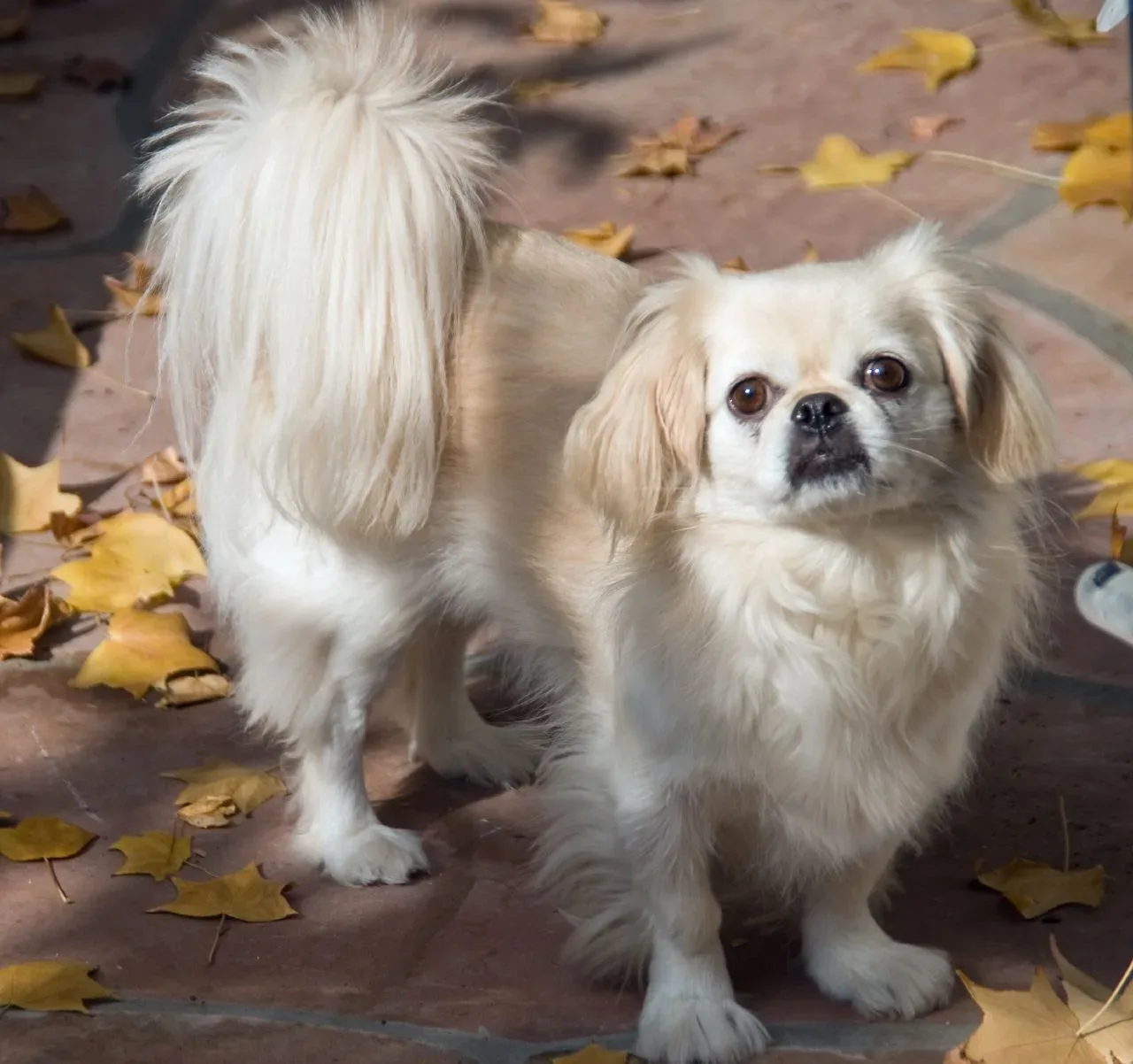 Pekingese 8