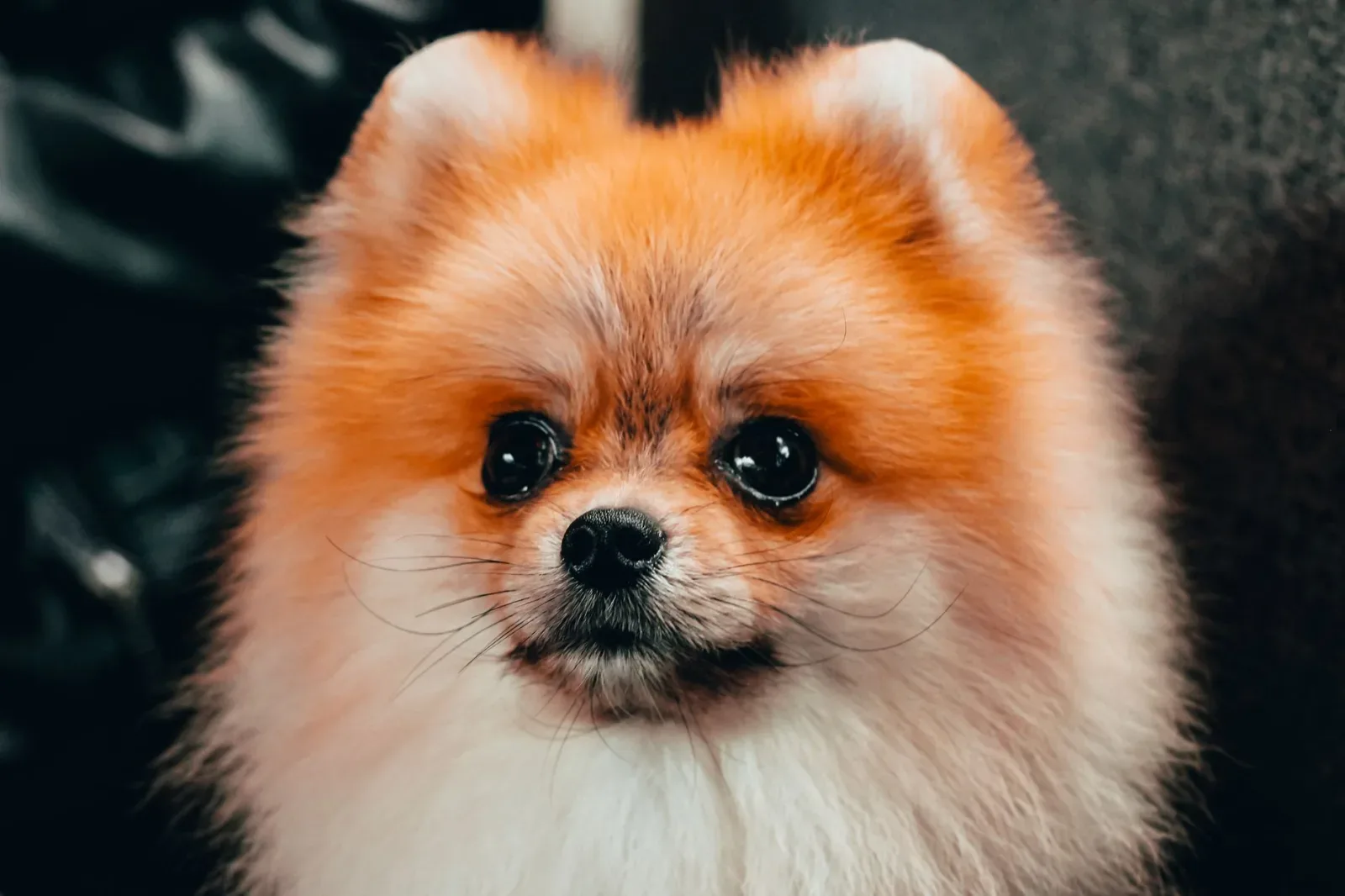 Pomeranian 10