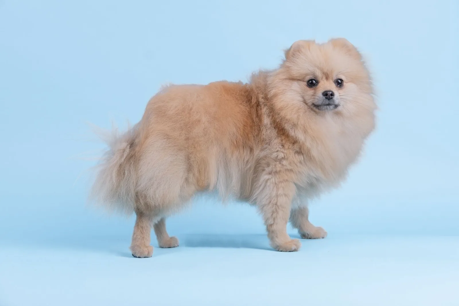 Pomeranian 2