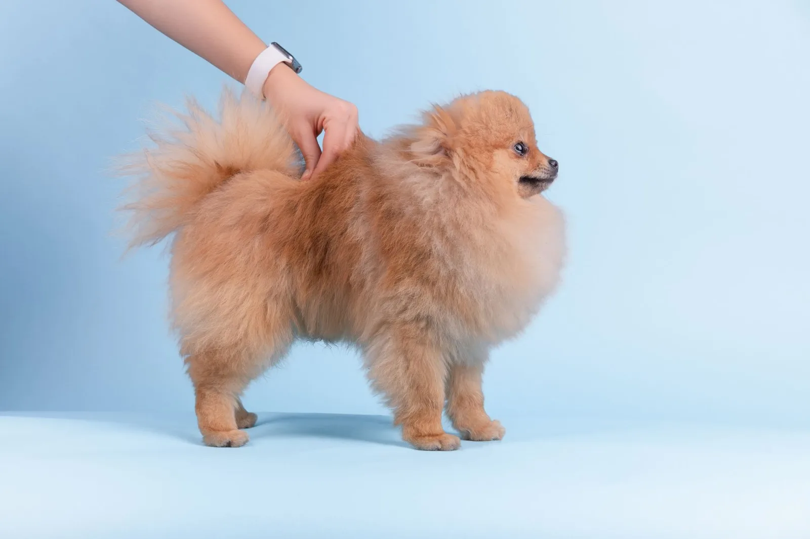 Pomeranian 3