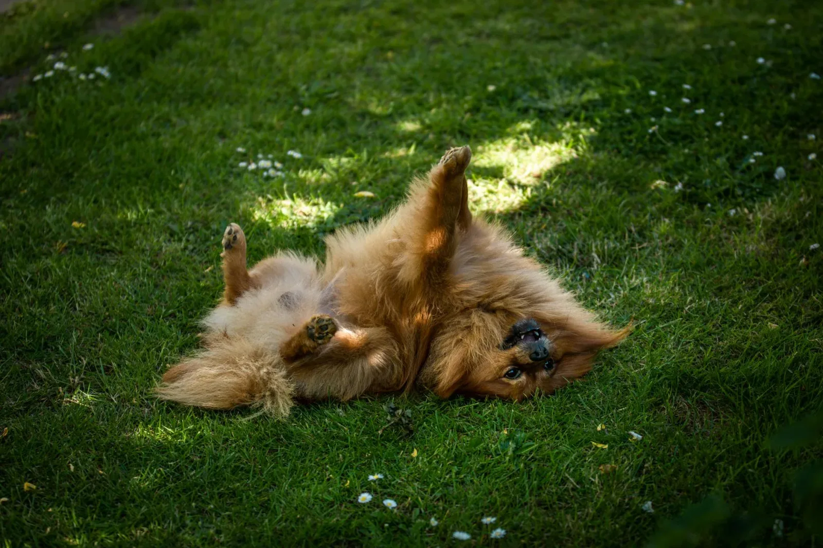 Pomeranian 4