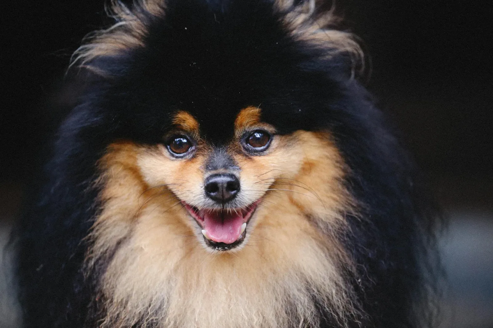 Pomeranian 5
