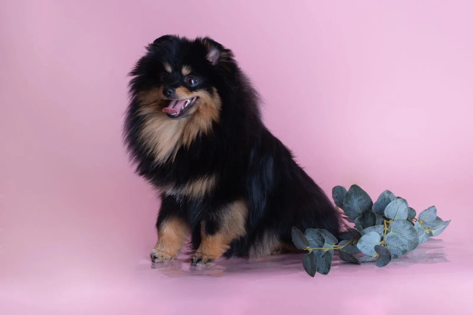 Pomeranian 6
