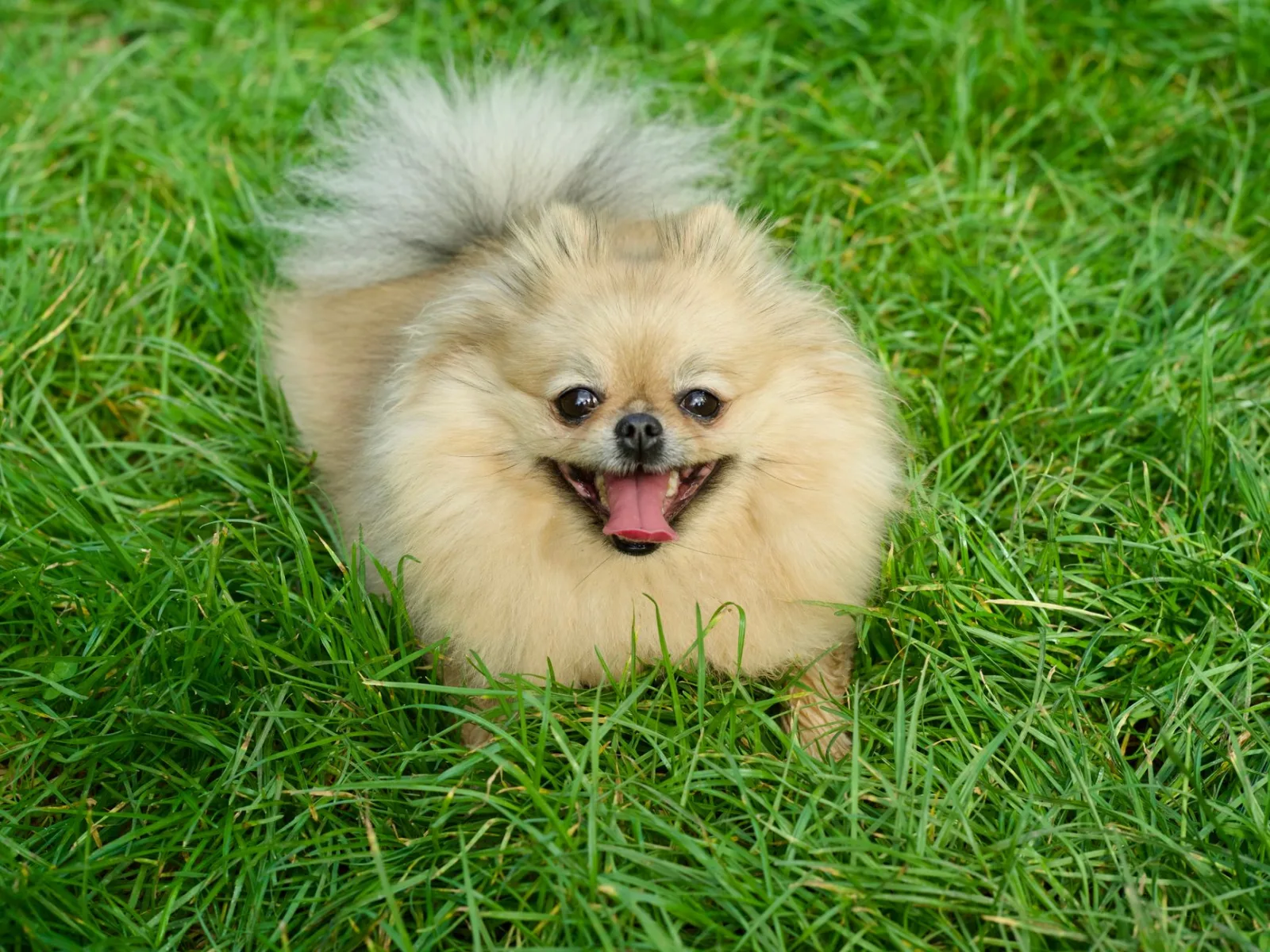 Pomeranian 7