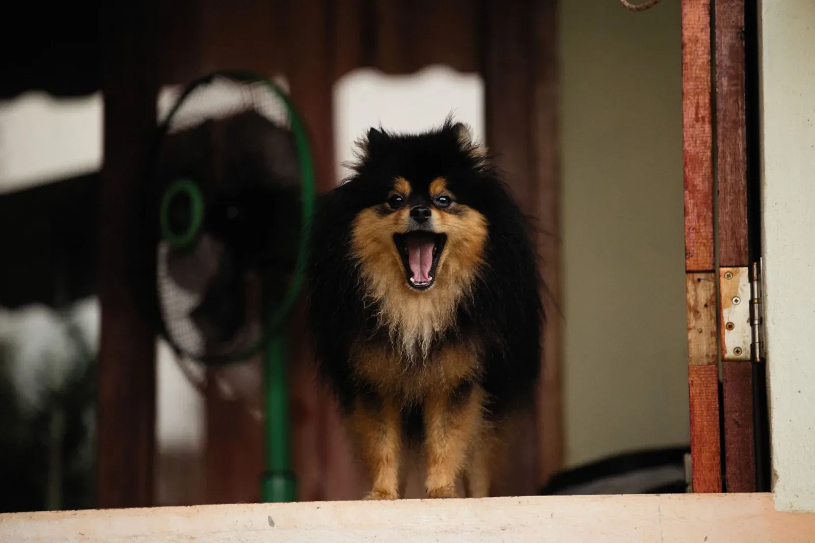 Pomeranian 8