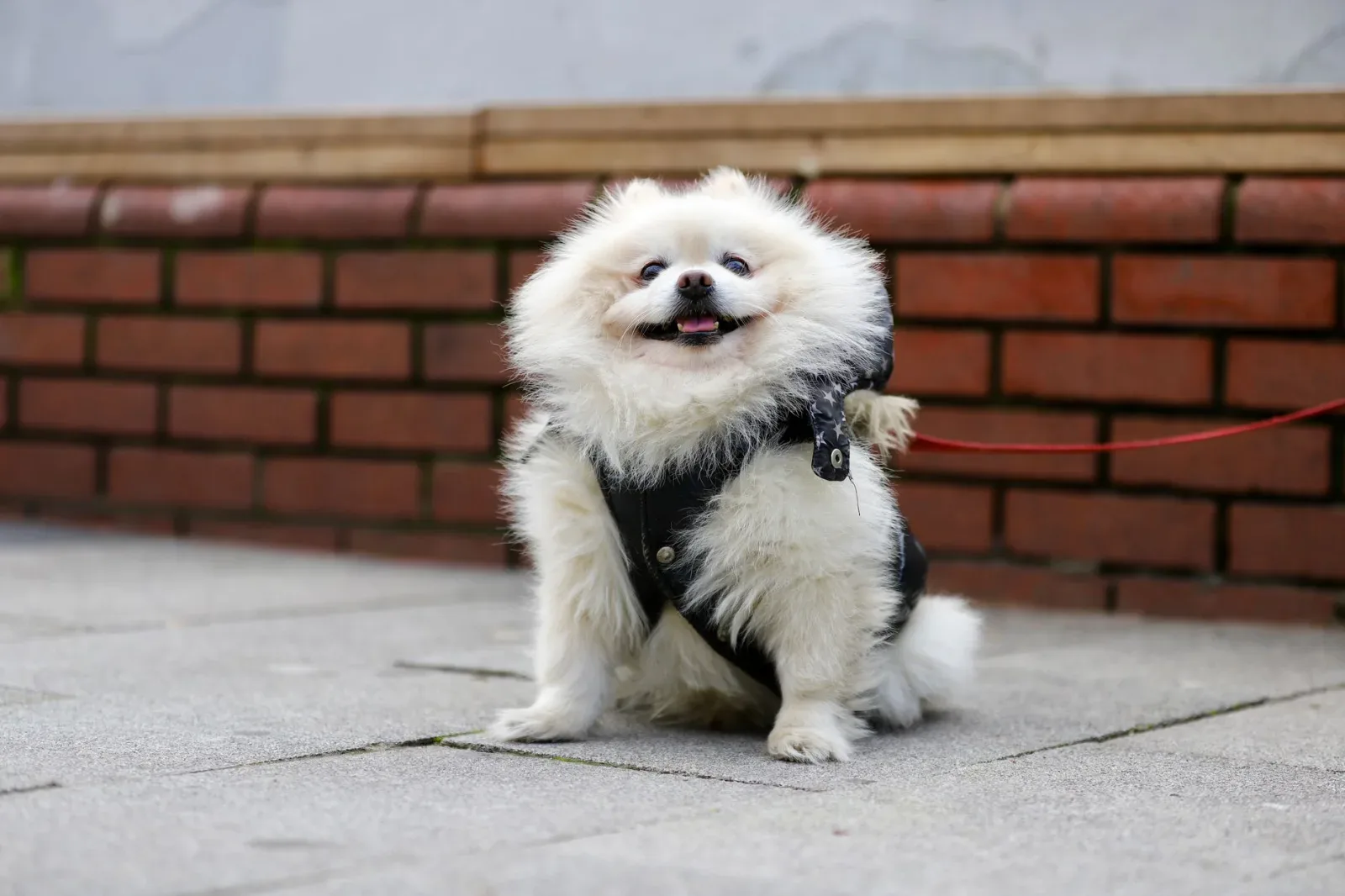 Pomeranian 9