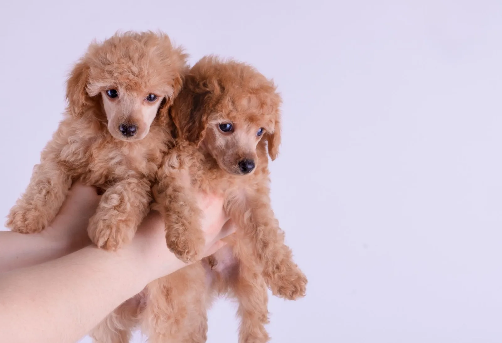 Poodle 1