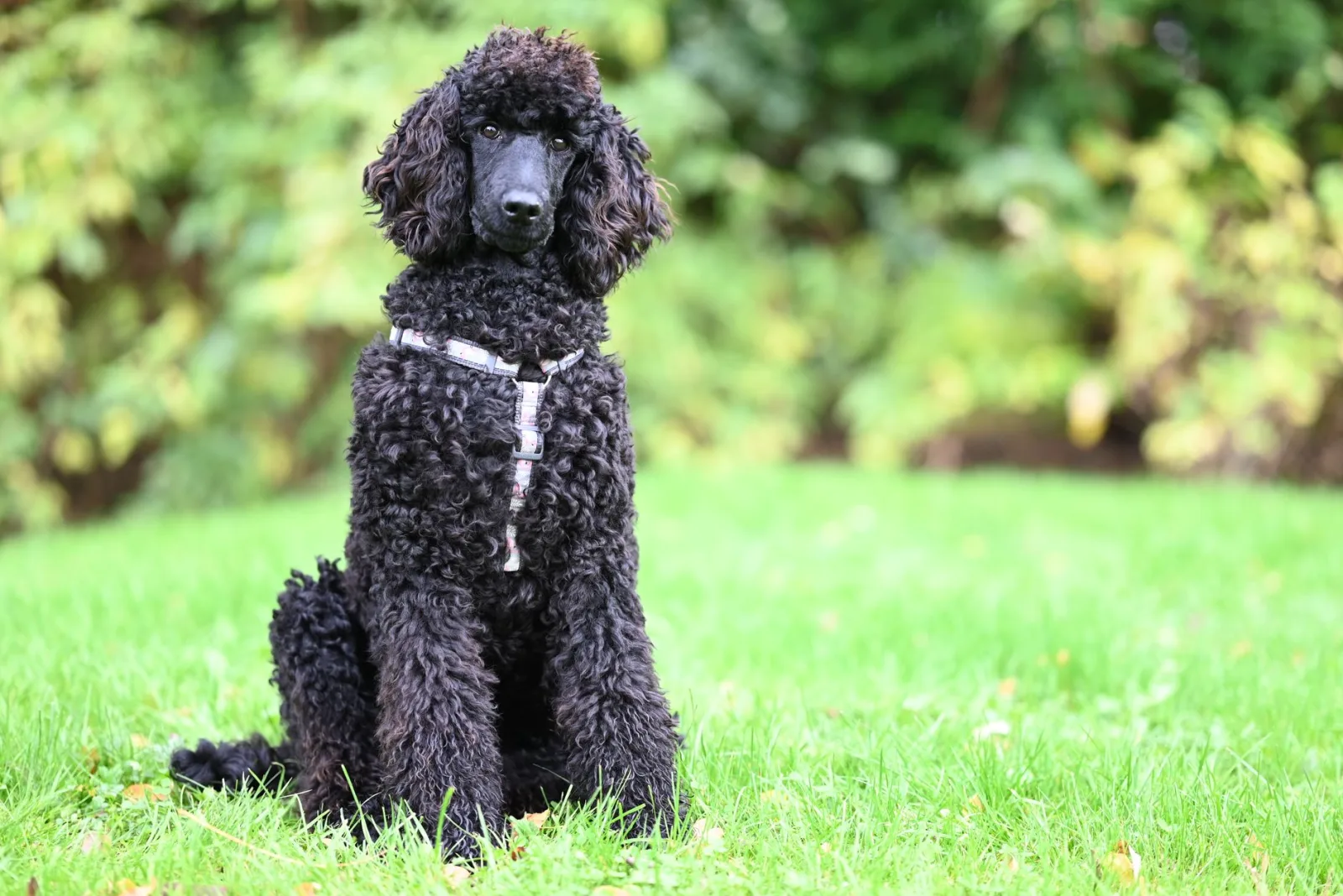 Poodle 2