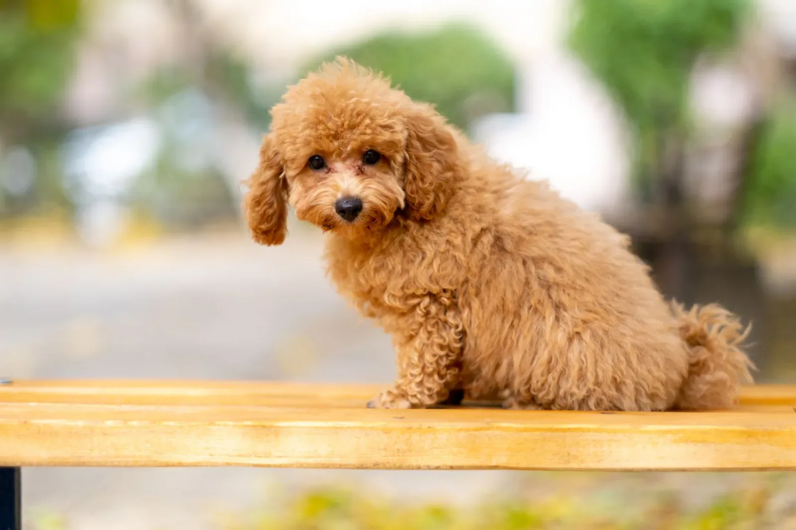 Poodle 3