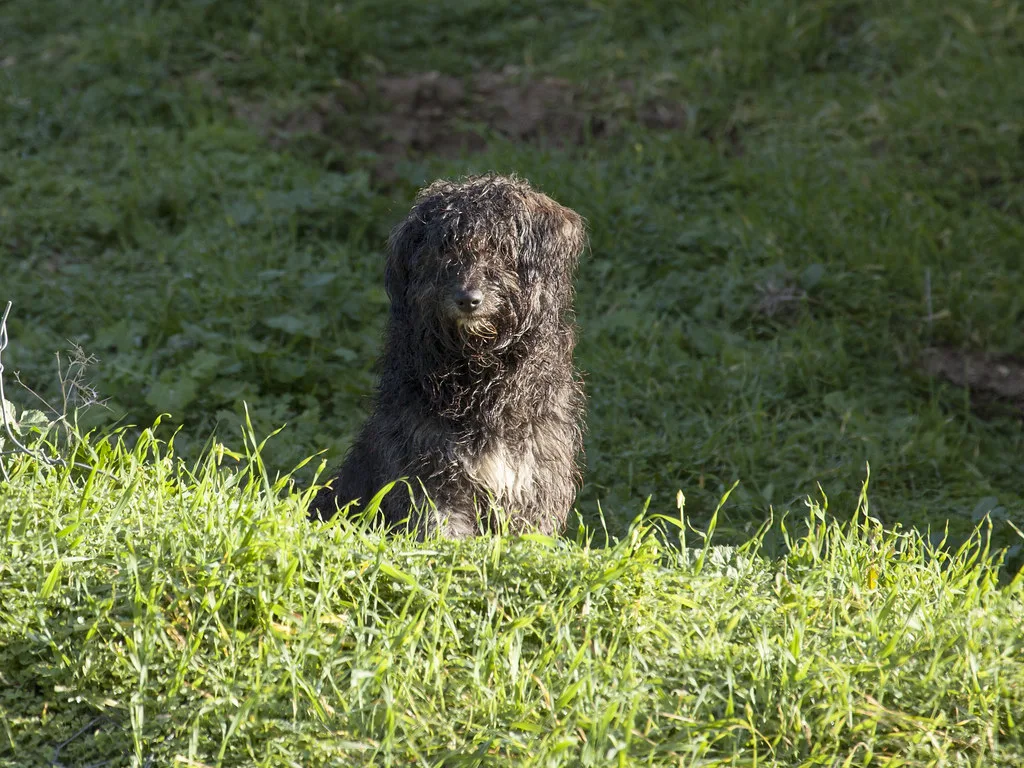 Poodle 5