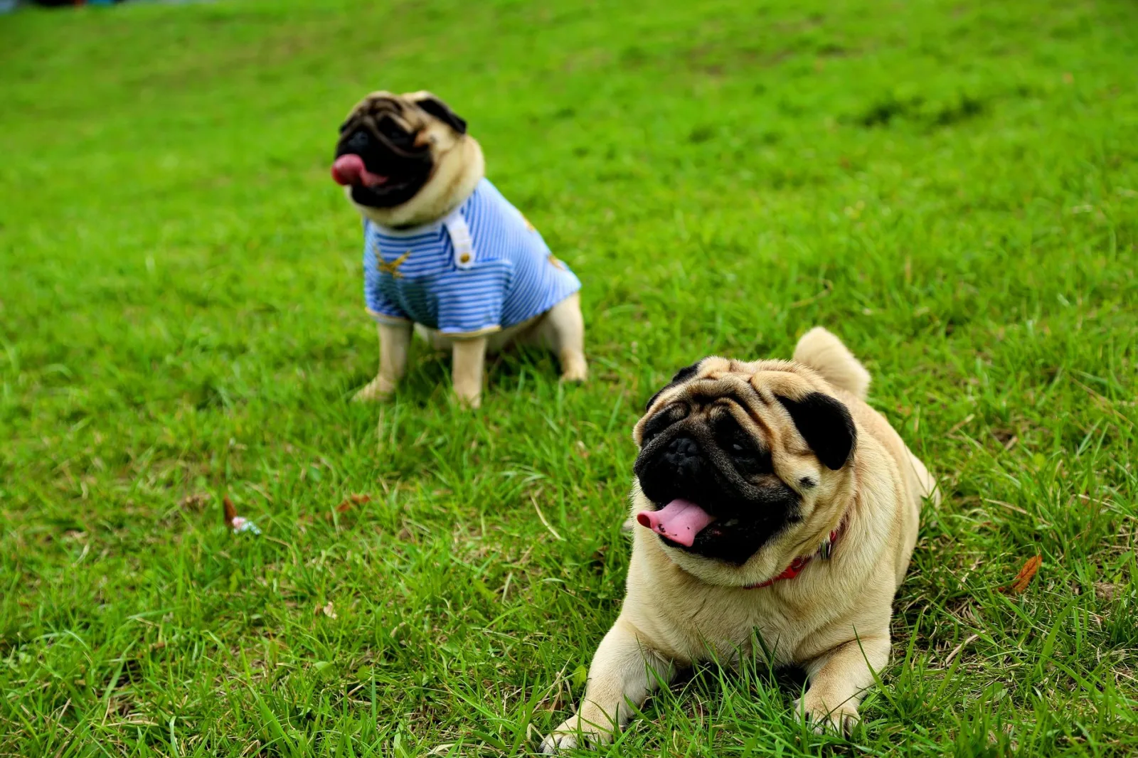 Pug 1