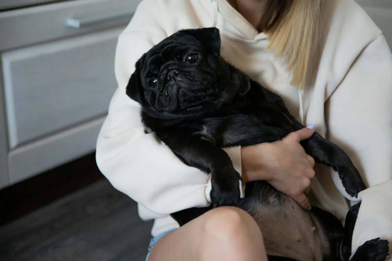 Pug 10