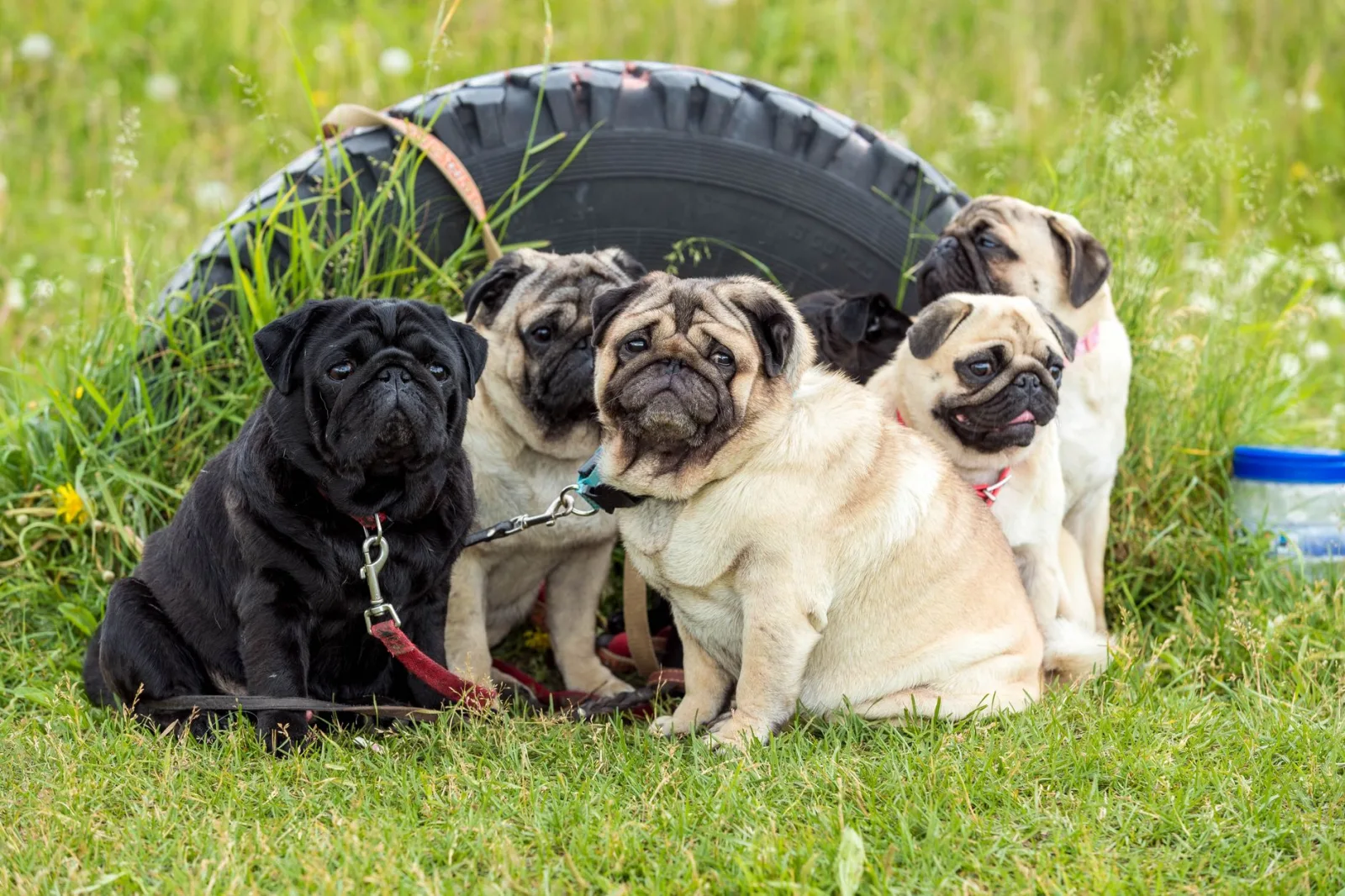 Pug 2