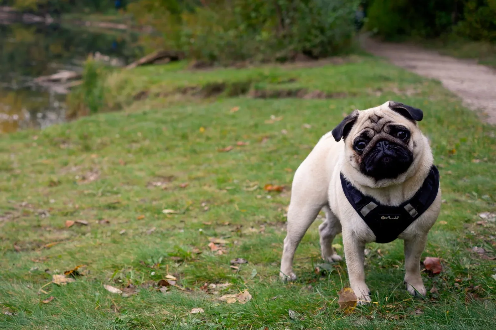 Pug 3