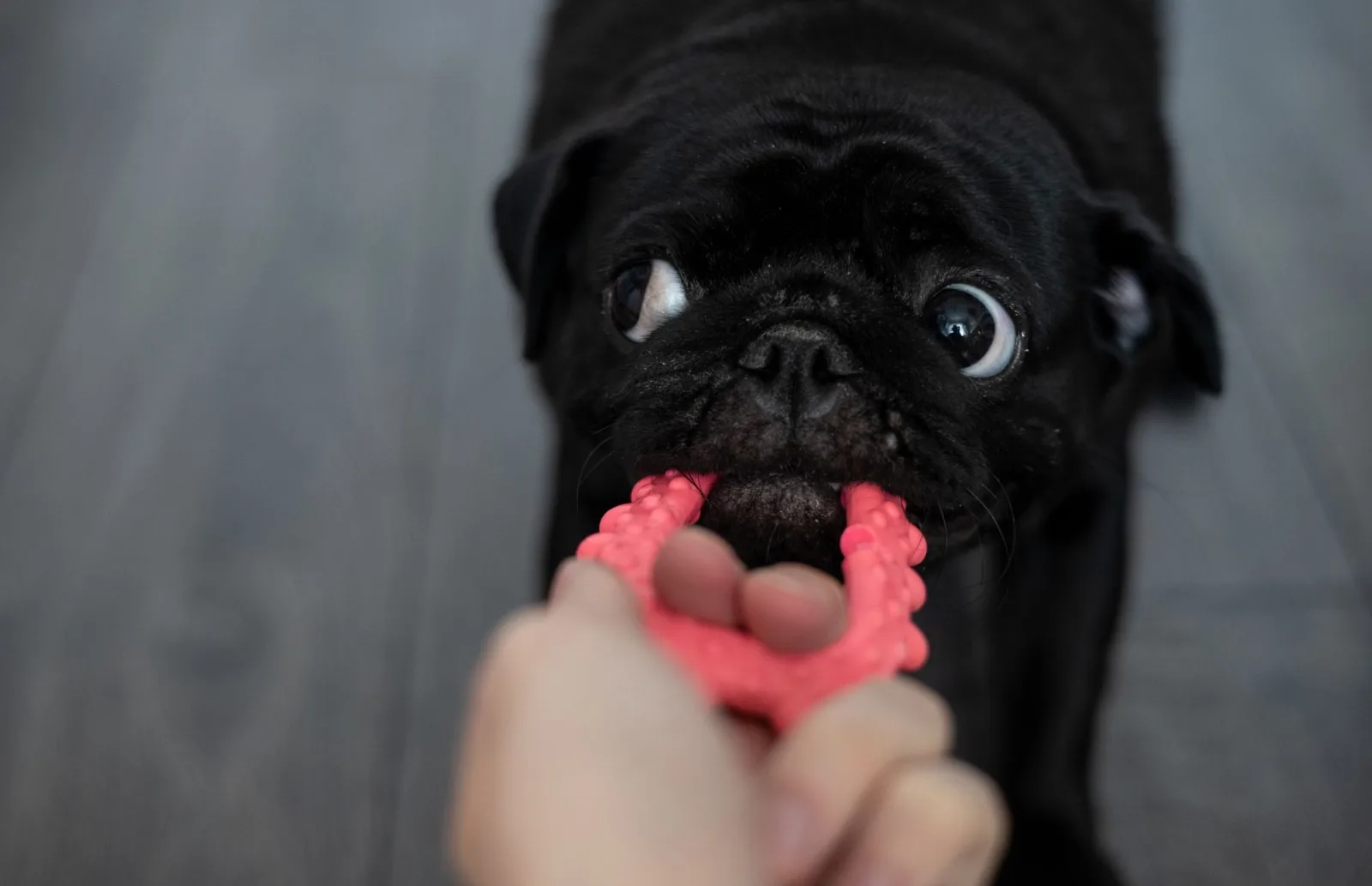 Pug 4