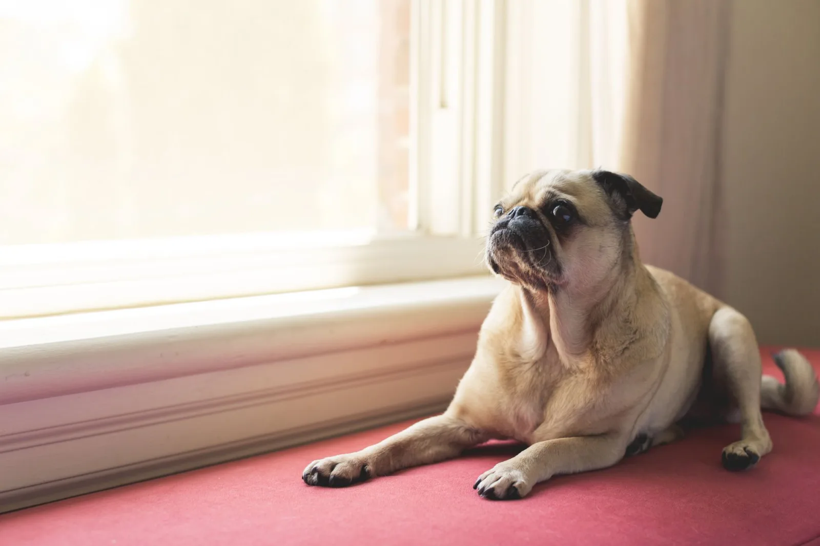 Pug 5