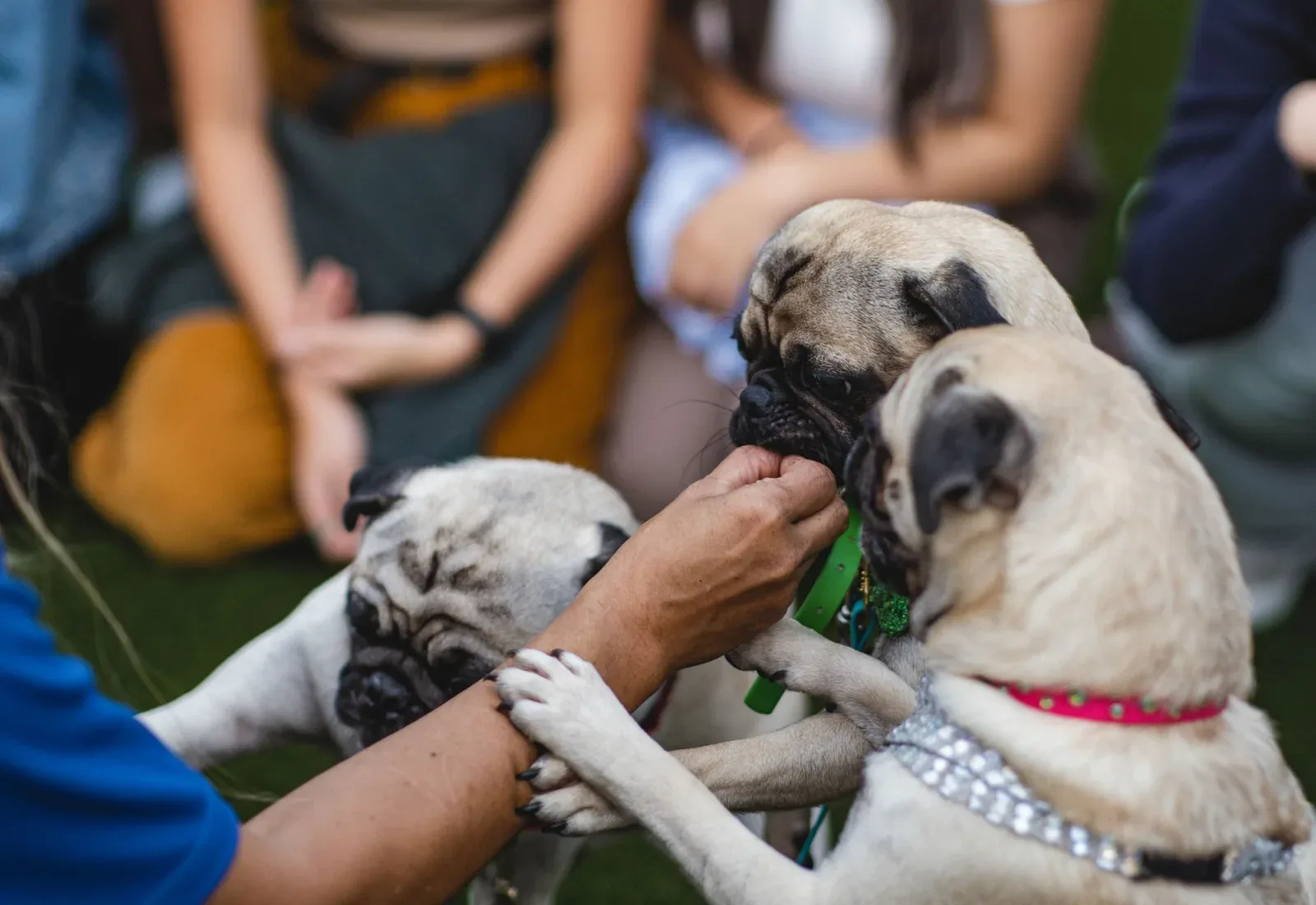 Pug 6