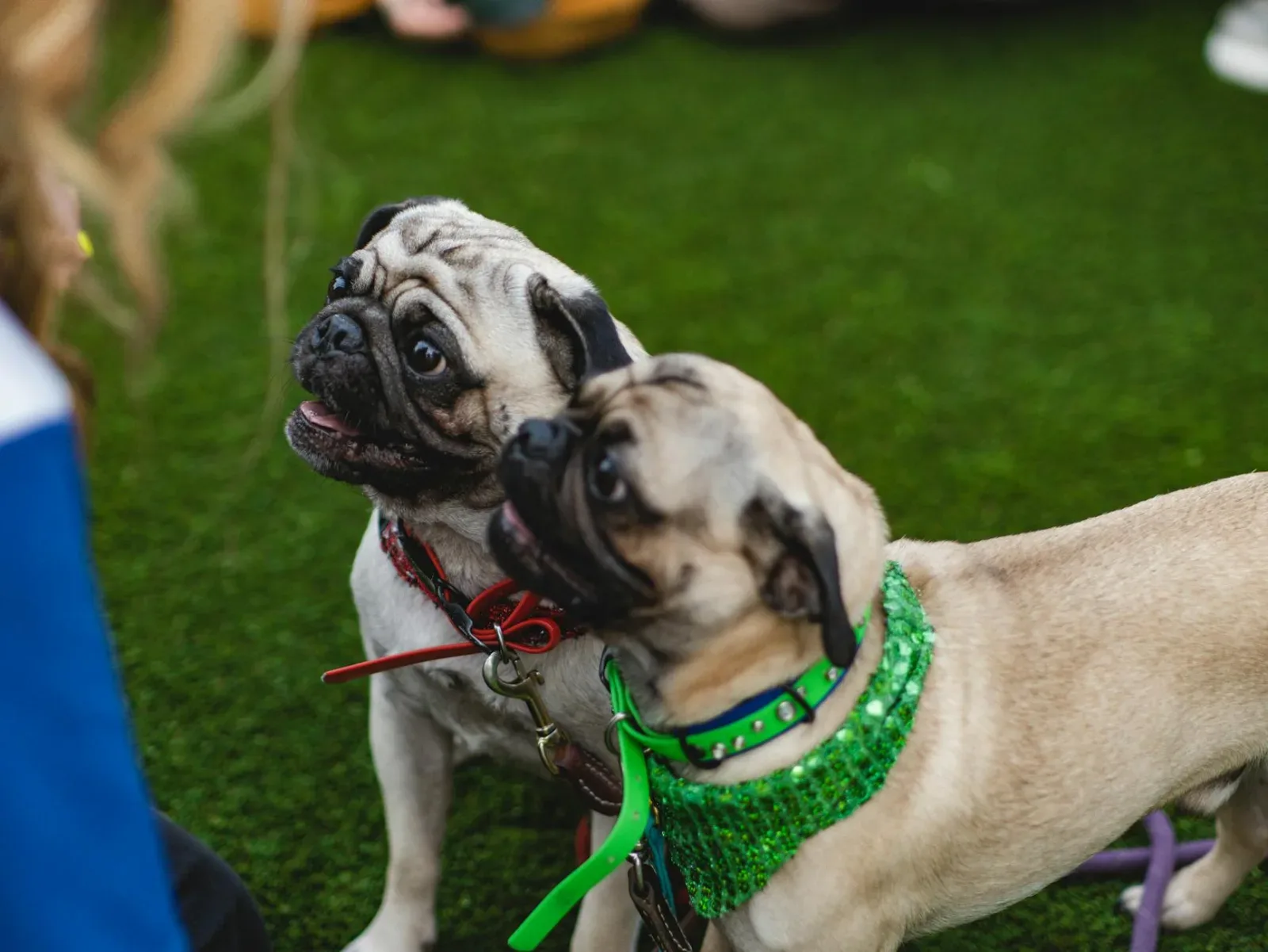 Pug 7