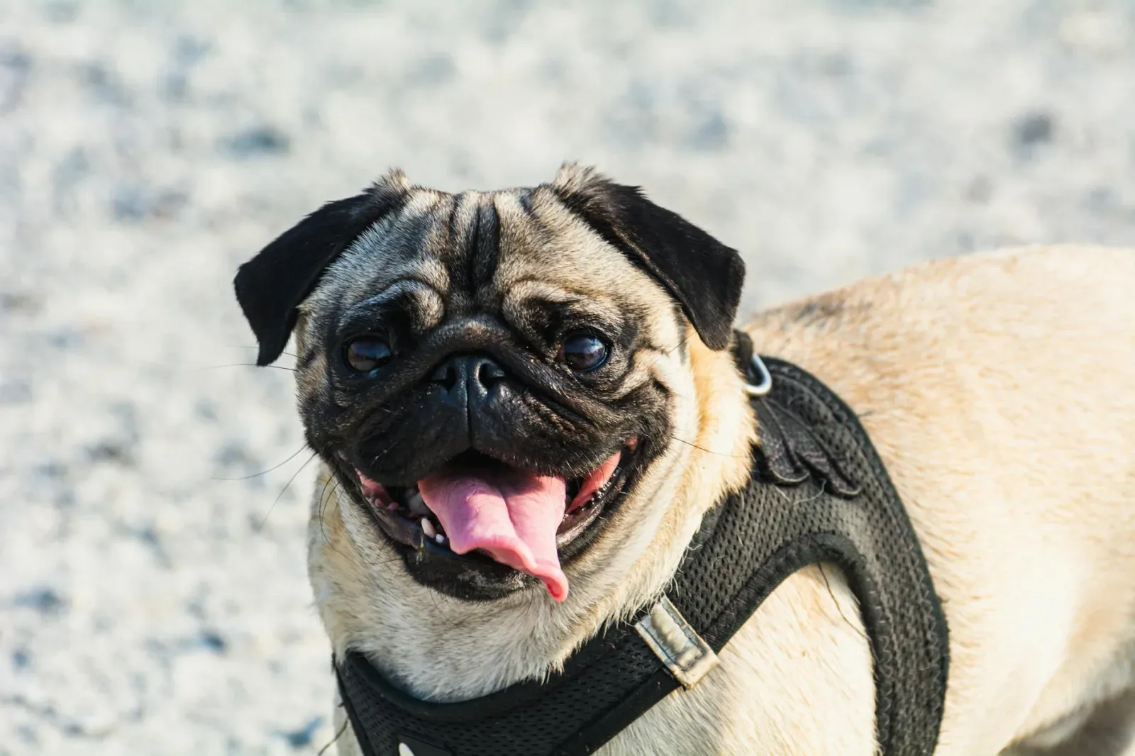 Pug 8