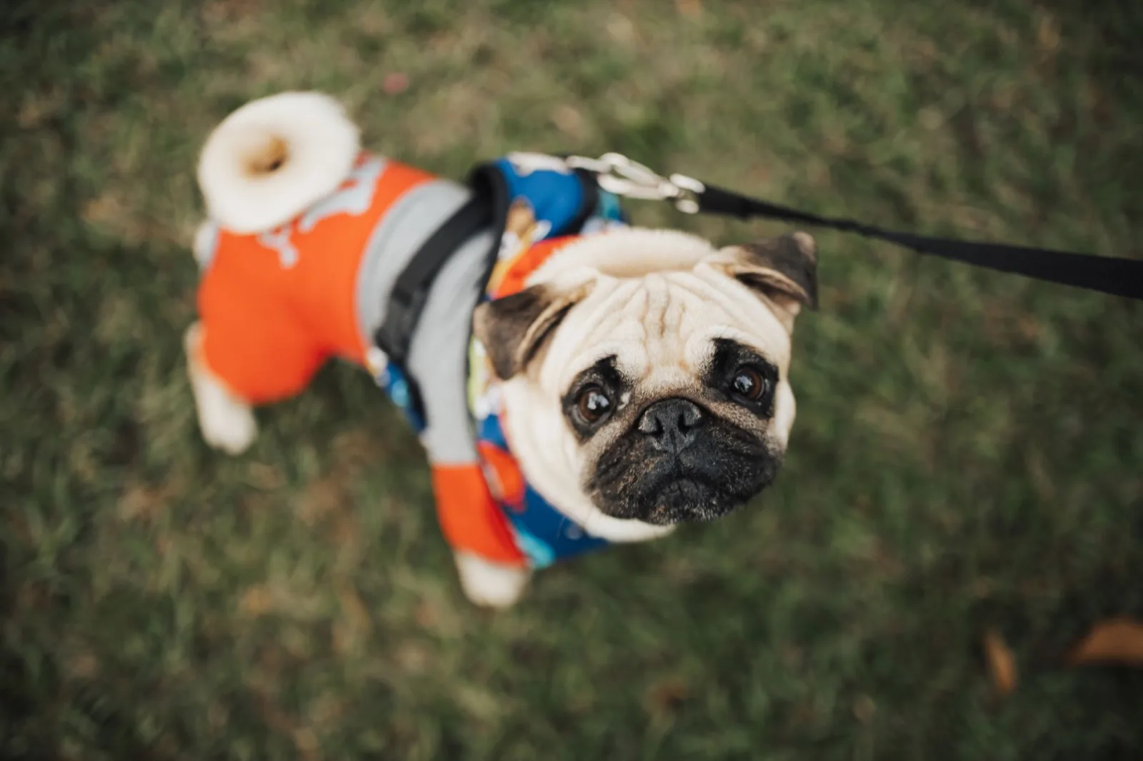Pug 9