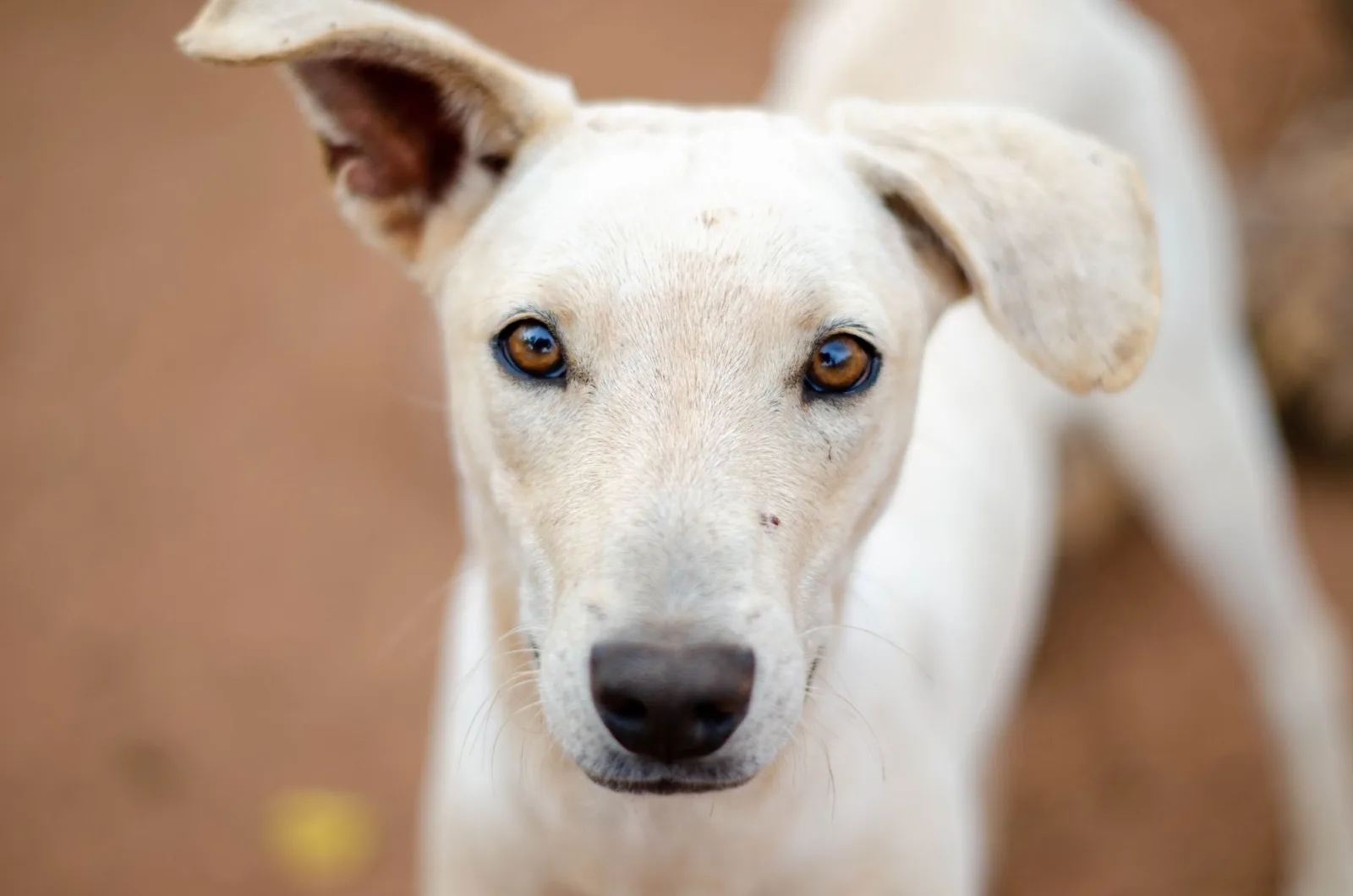 Rajapalayam 5