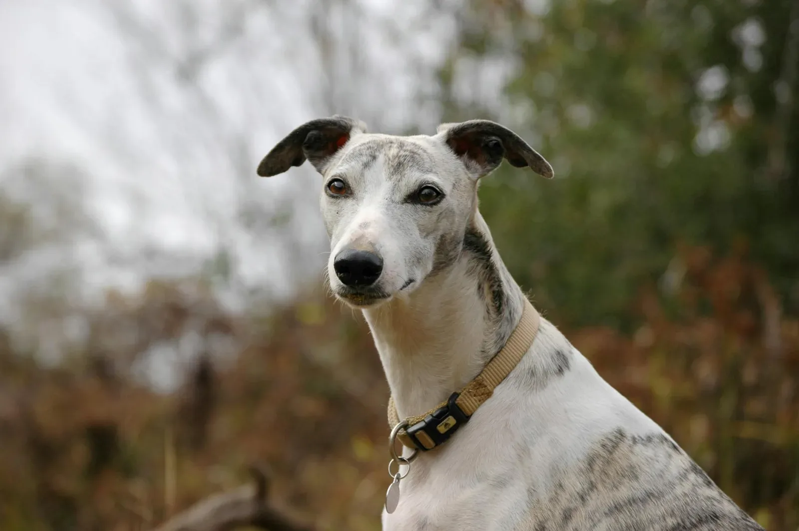 Rampur Greyhound 5